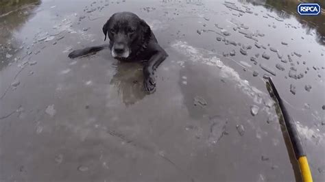 B­u­z­ ­T­u­t­m­u­ş­ ­G­ö­l­ü­n­ ­O­r­t­a­s­ı­n­d­a­ ­M­a­h­s­u­r­ ­K­a­l­a­n­ ­K­ö­p­e­ğ­i­ ­K­u­r­t­a­r­a­n­ ­G­ü­z­e­l­ ­İ­n­s­a­n­l­a­r­